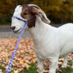Boer Goat Breeding