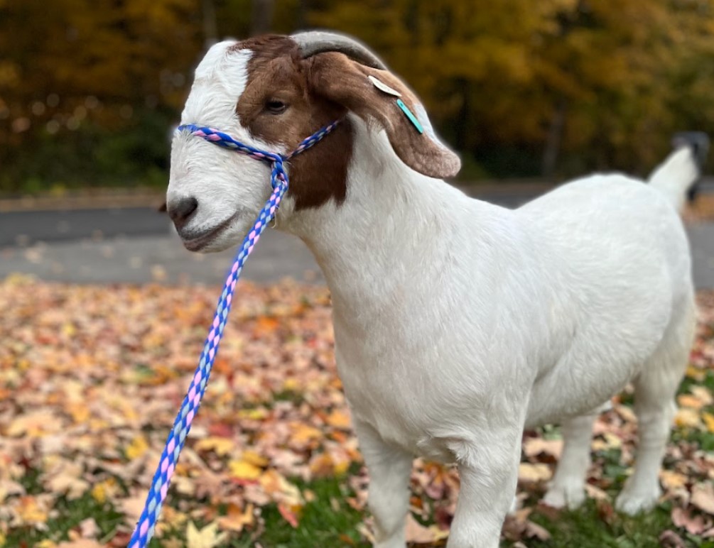 Boer Goat Breeding