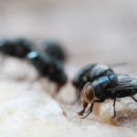 Pest Control for Flies