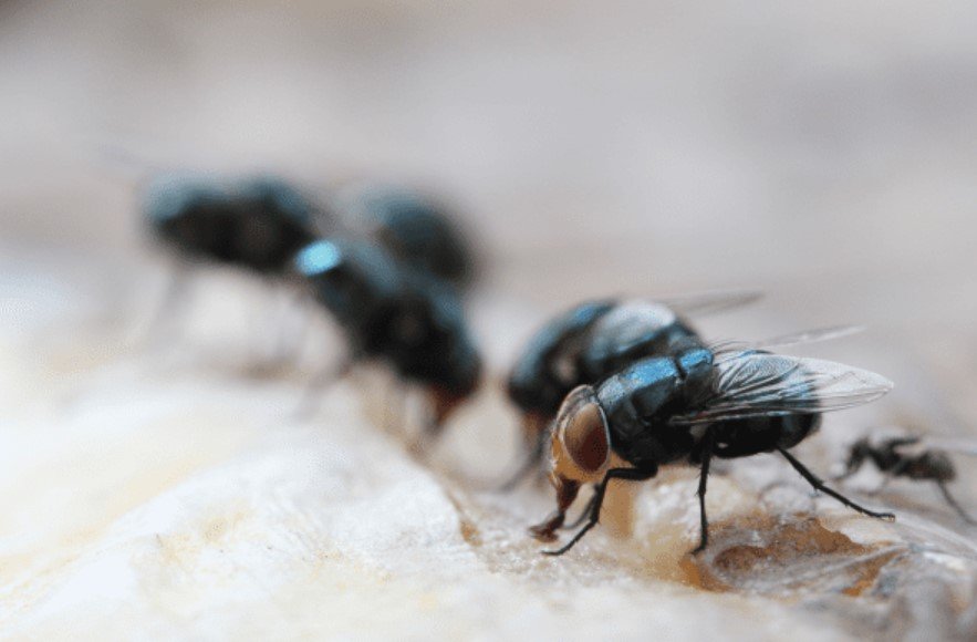 Pest Control for Flies