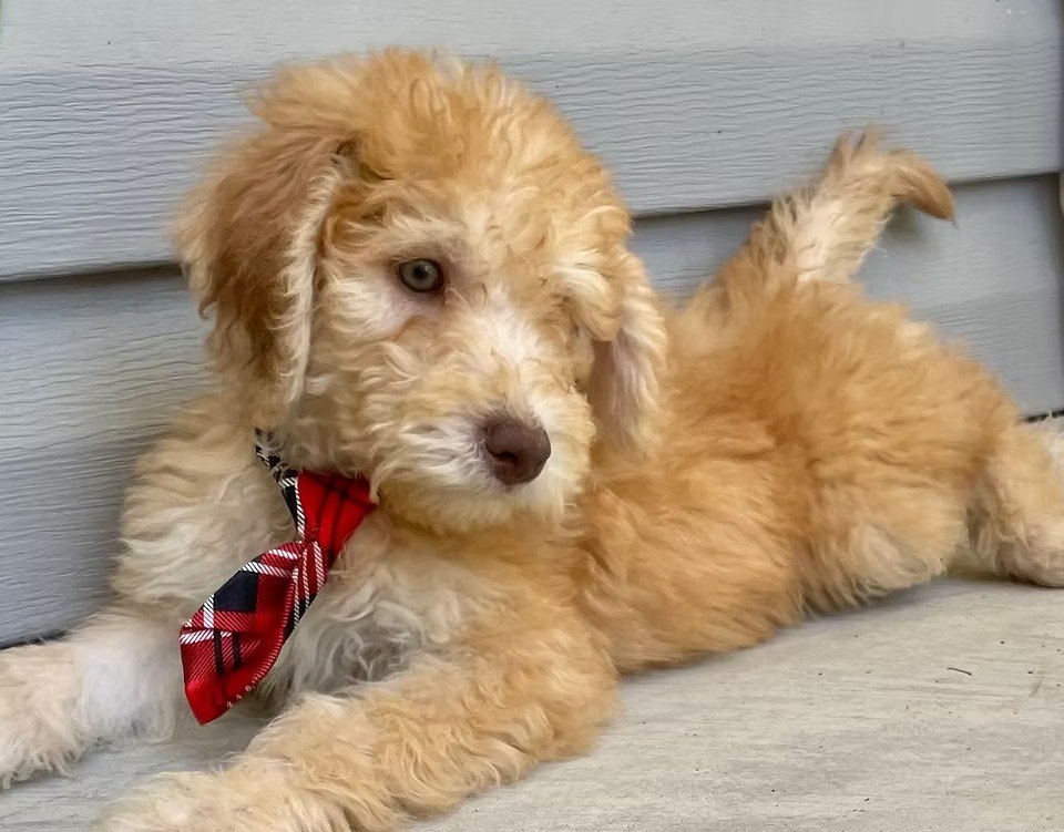 goldendoodle puppies North Carolina